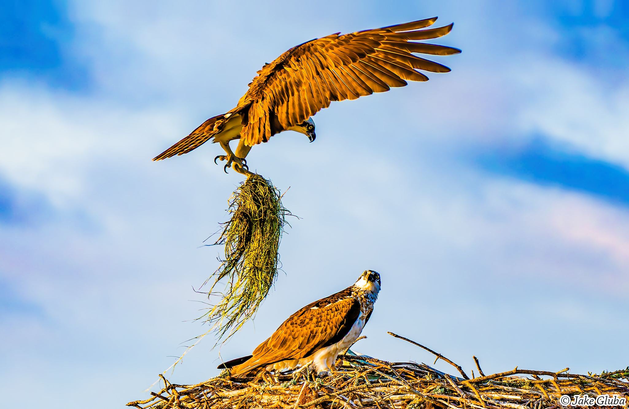 Nesting Season