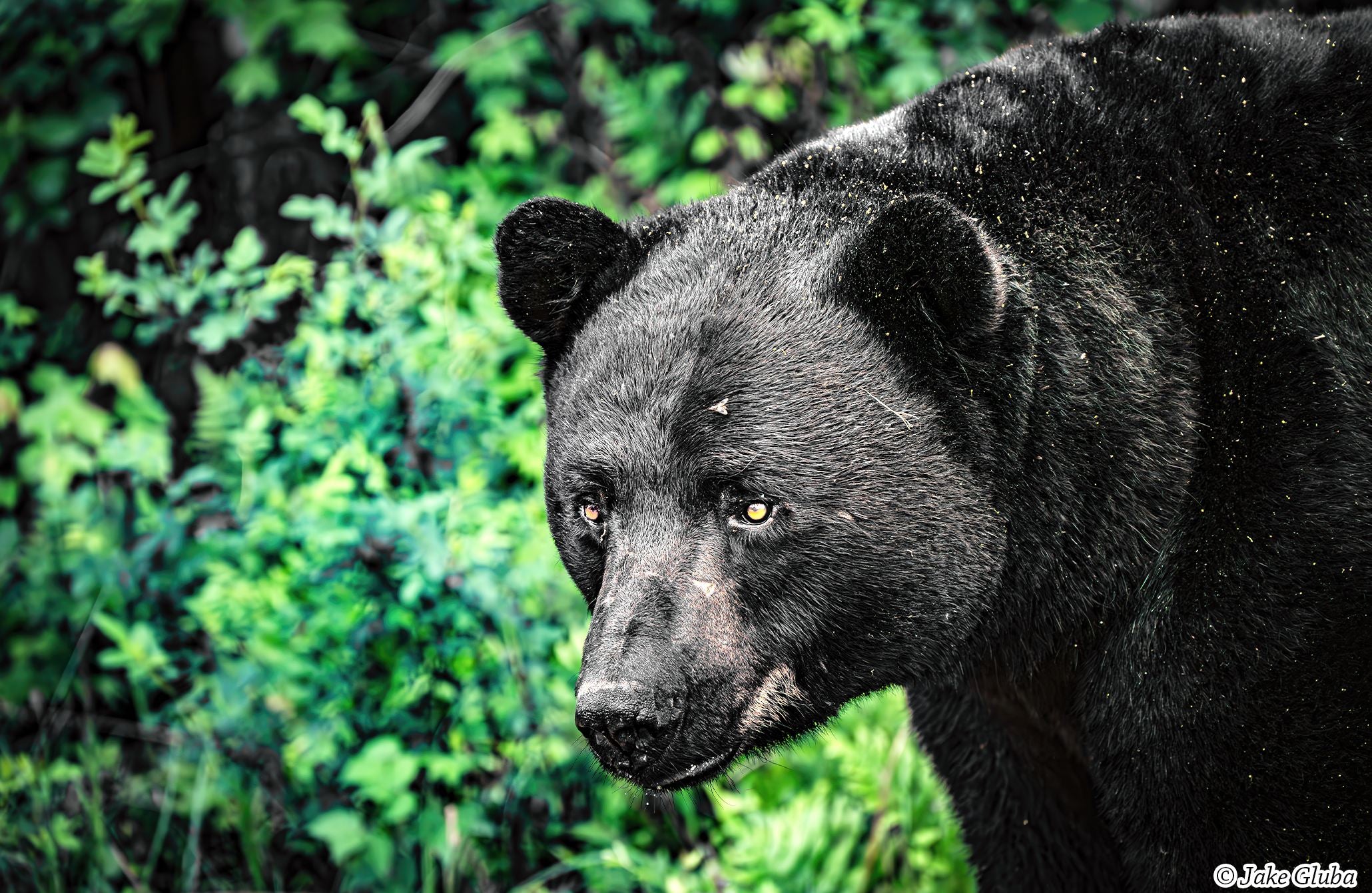 Eyes of the Wild