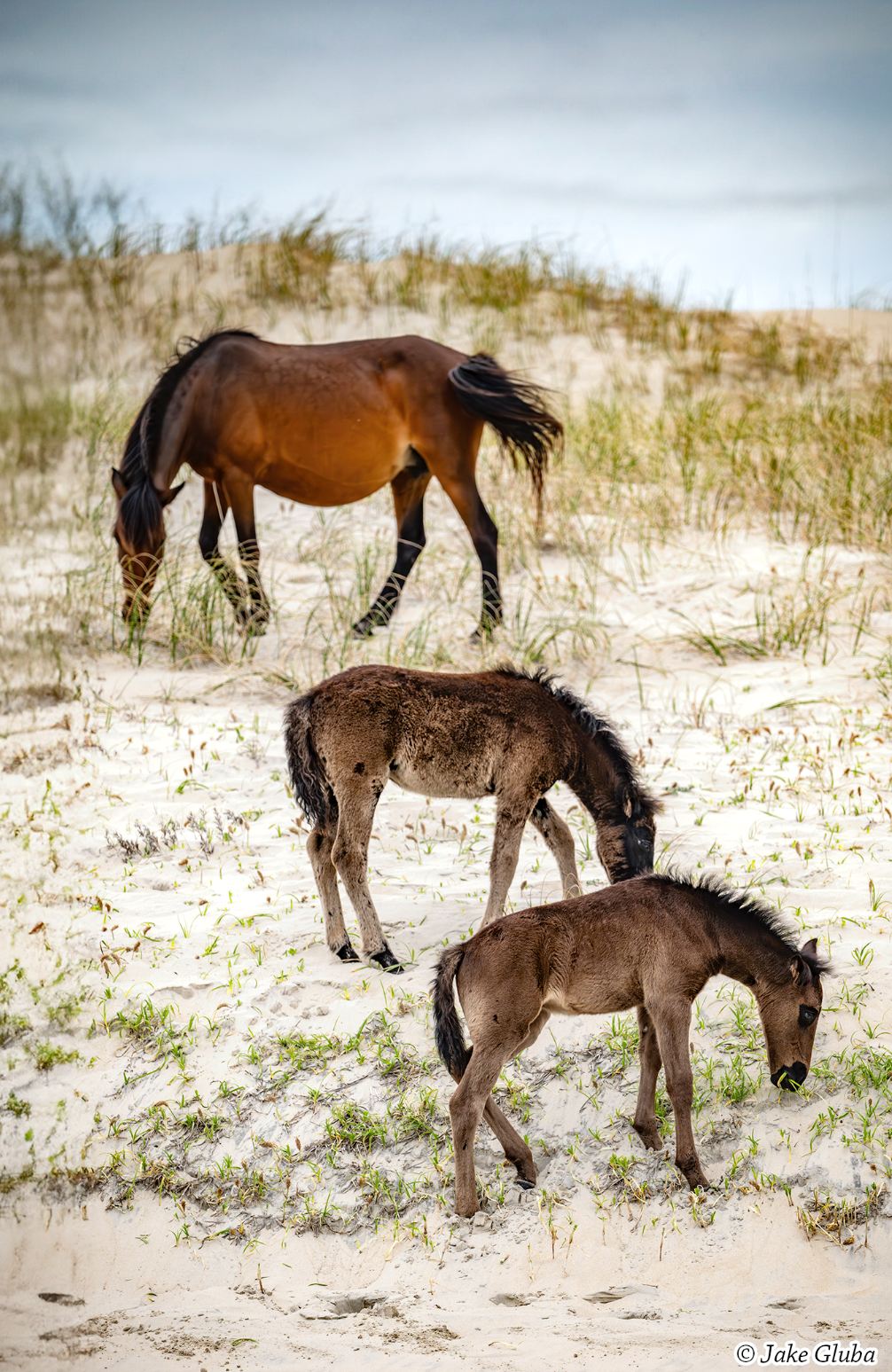 New Foals