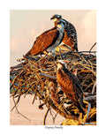 Osprey Family