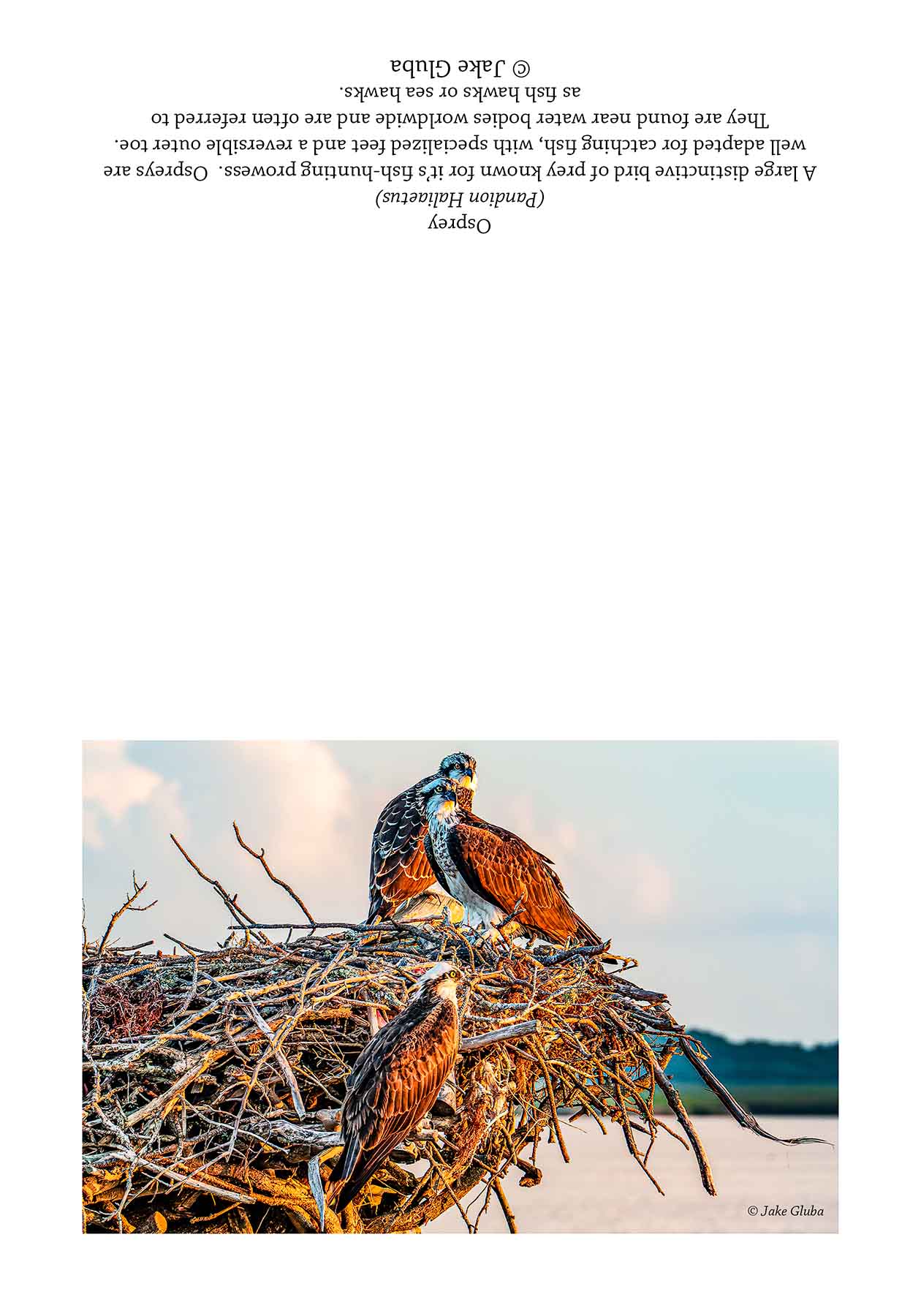 Osprey Family Horizontal