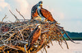 Osprey Family Horizontal