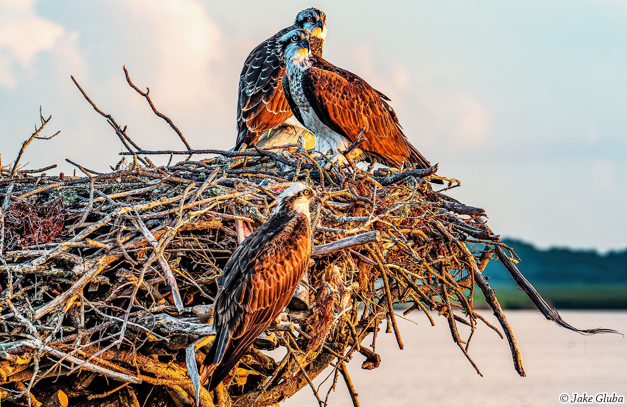 Osprey Family Horizontal