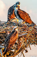 Osprey Family Vertical