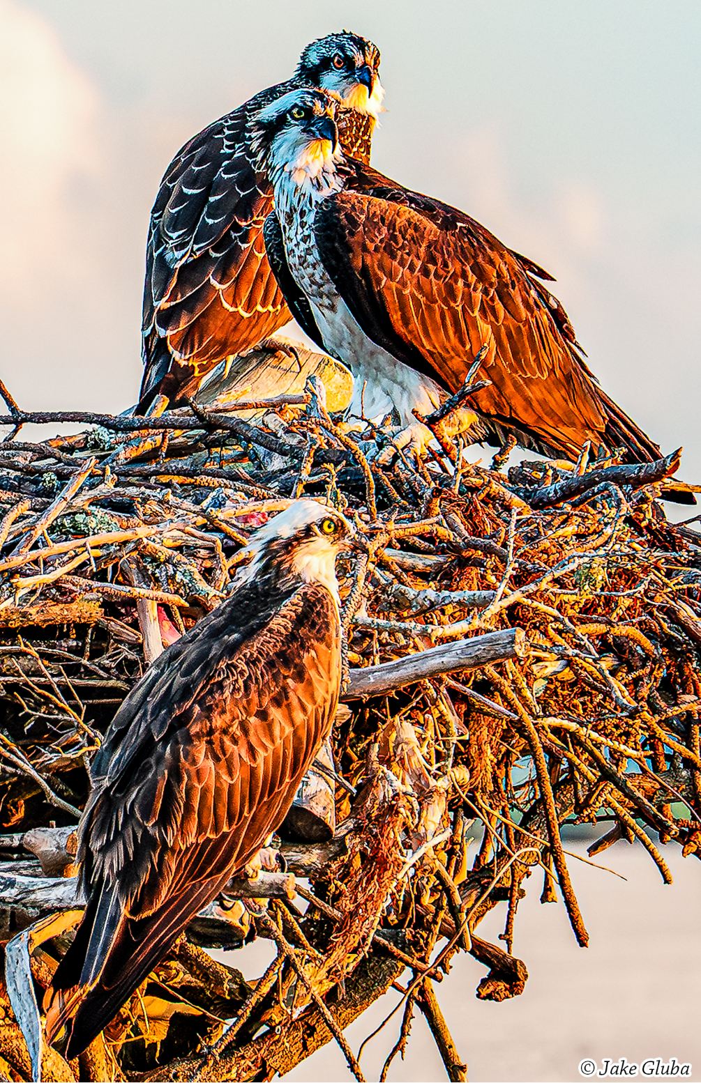 Osprey Family Vertical