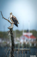 Osprey Tree