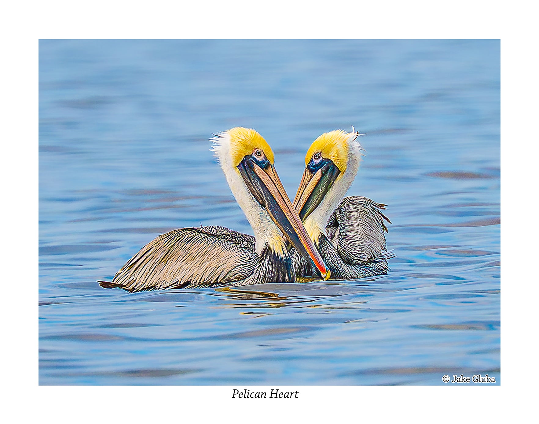 Pelican Heart