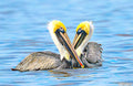 Pelican Heart