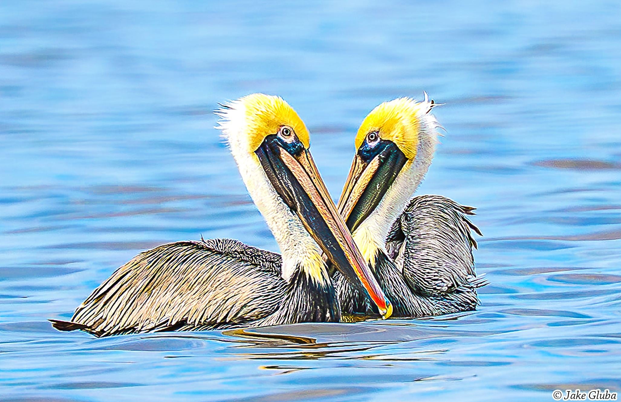Pelican Heart