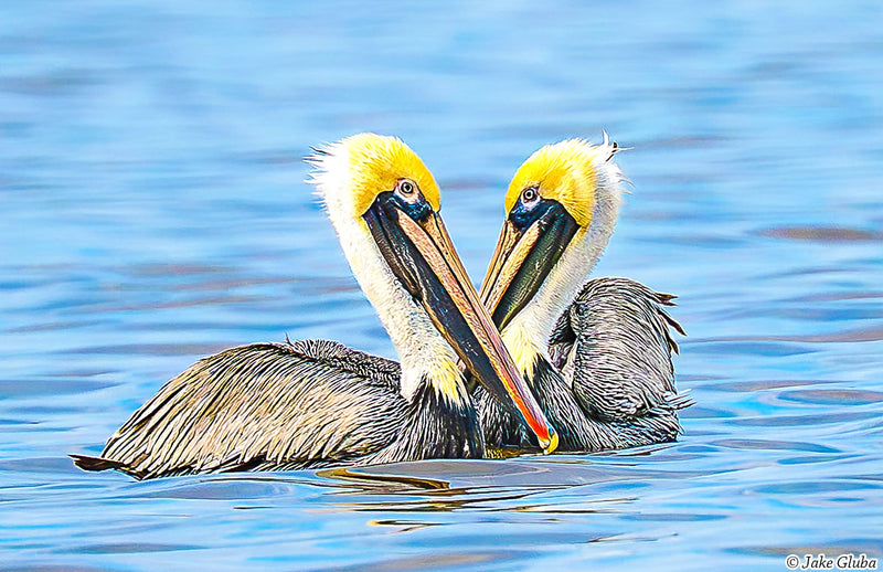 Pelican Heart