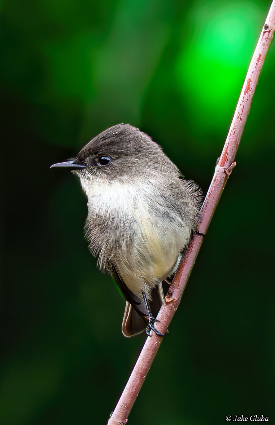 Perched in Peace