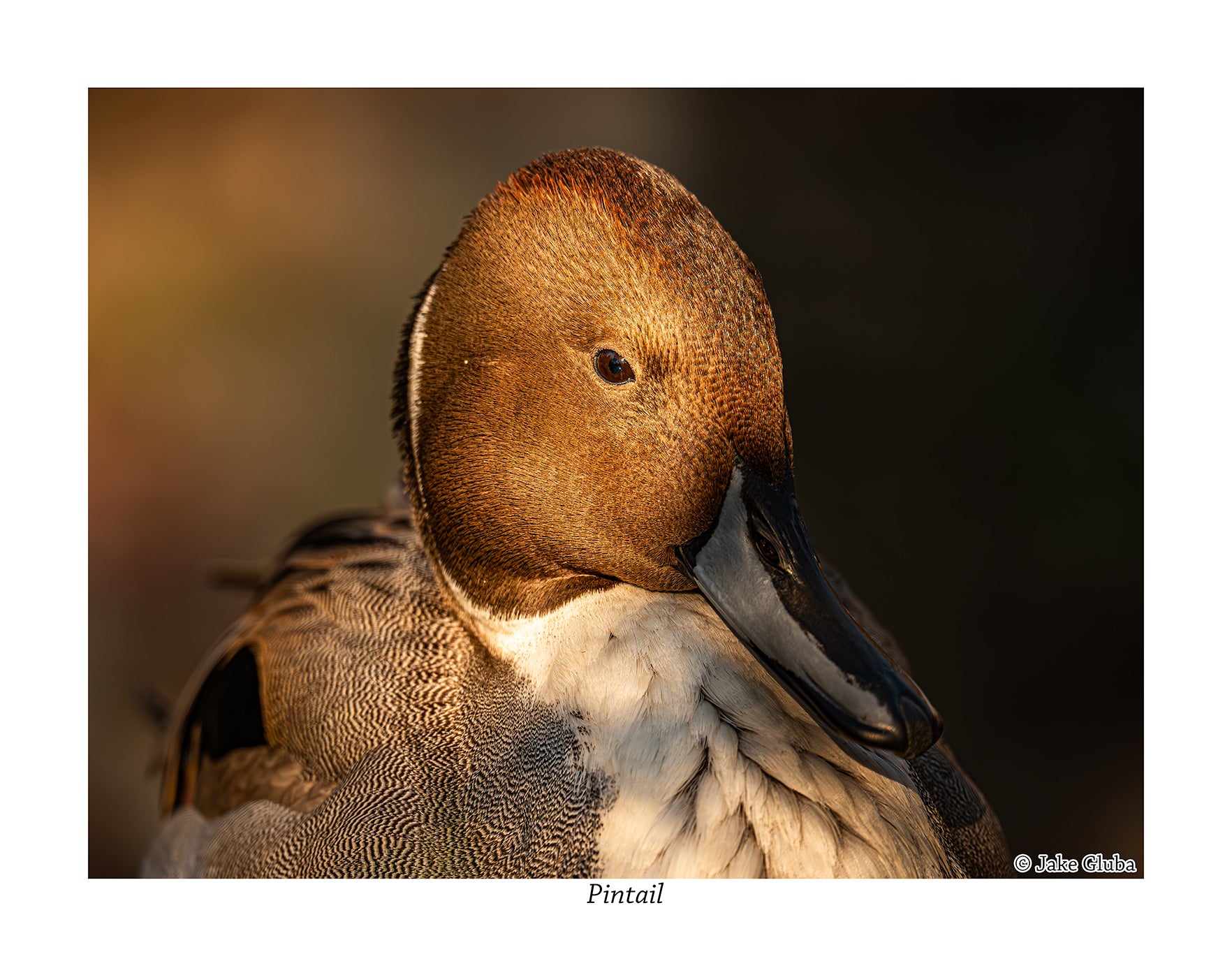 Pintail