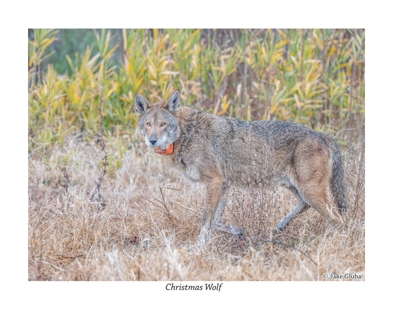 Christmas Wolf
