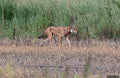 Red Wolf Pic
