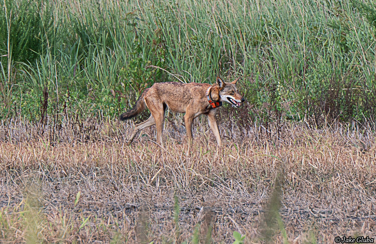 Red Wolf Pic