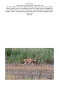 Red Wolf Pic