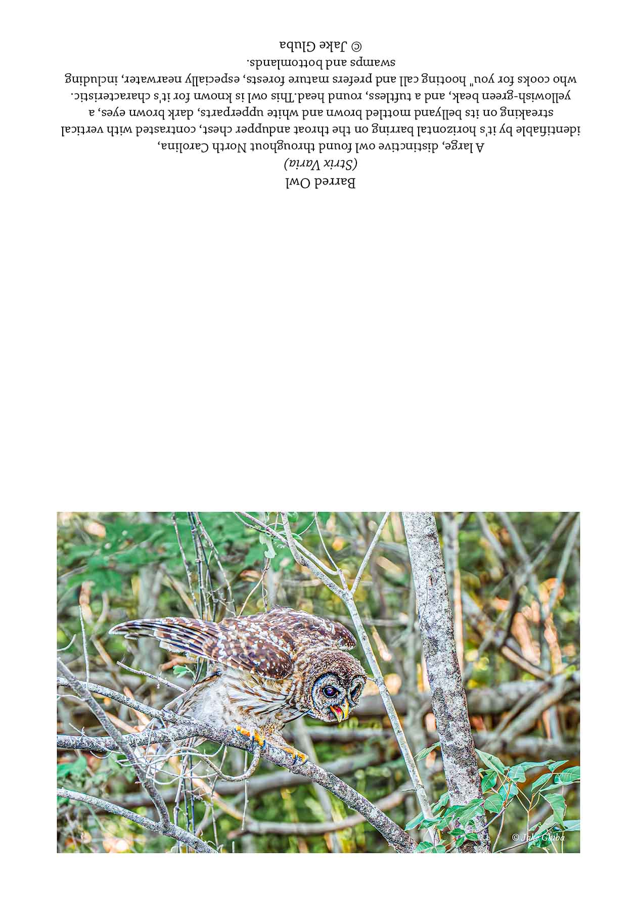 Screeching Owl