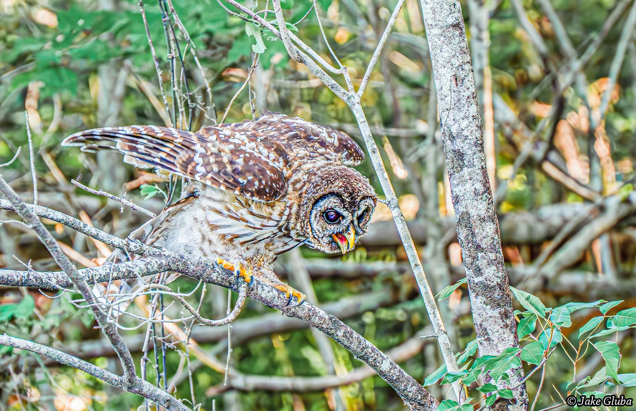 Screeching Owl