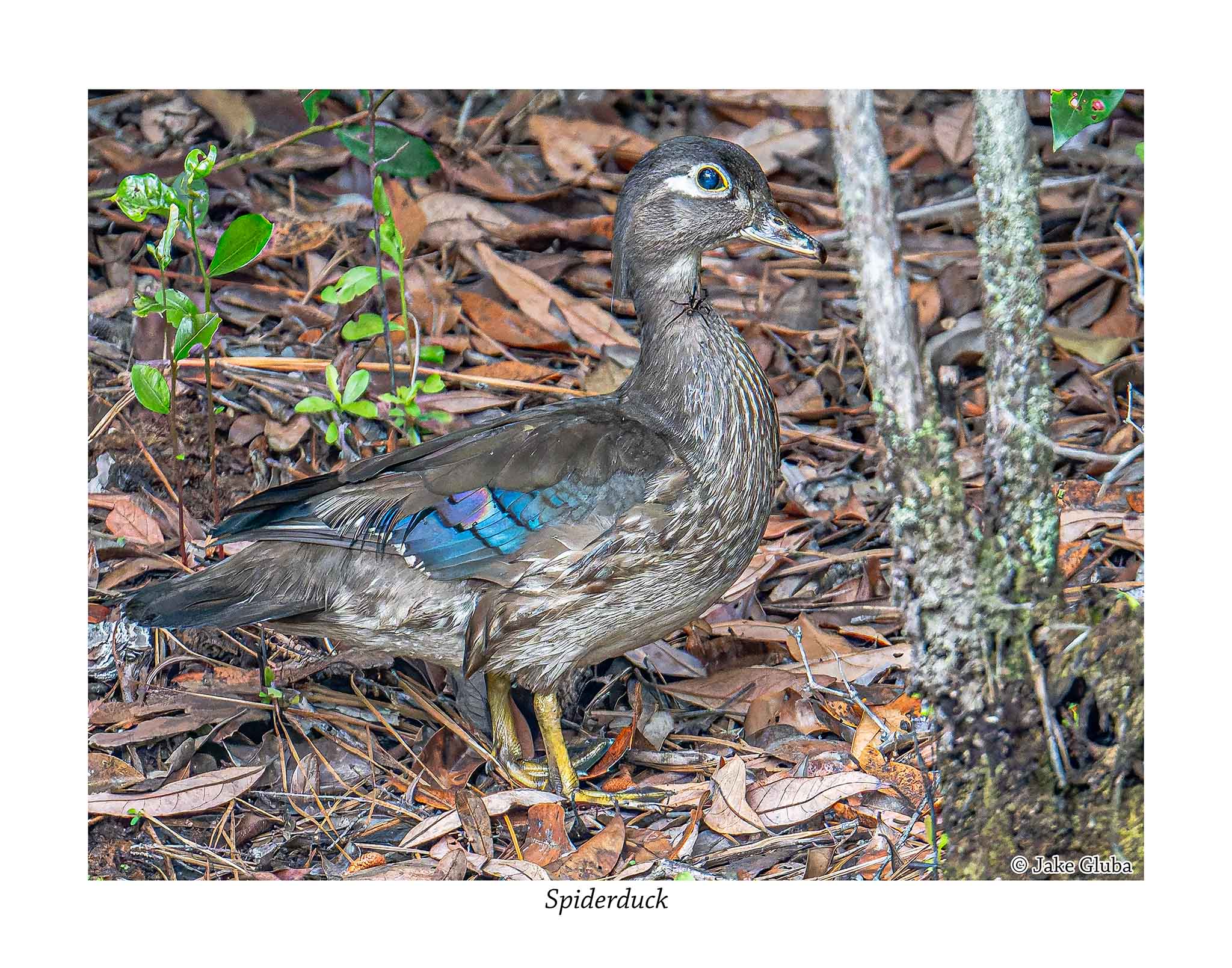 Spiderduck