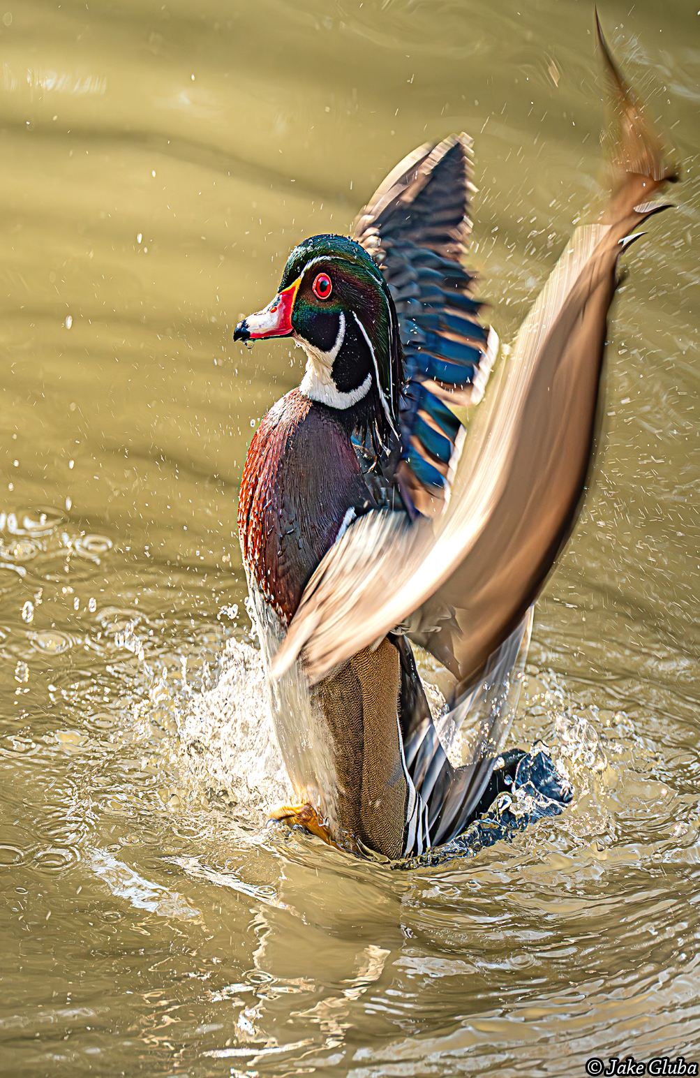 Splash Down