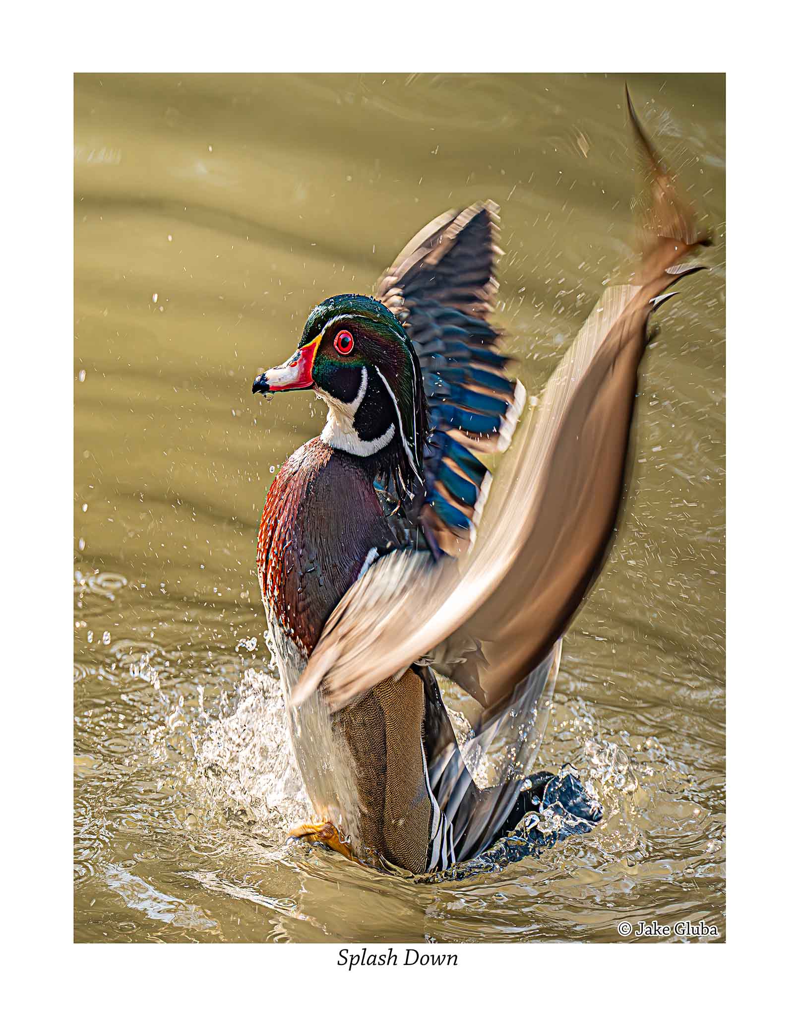 Splash Down