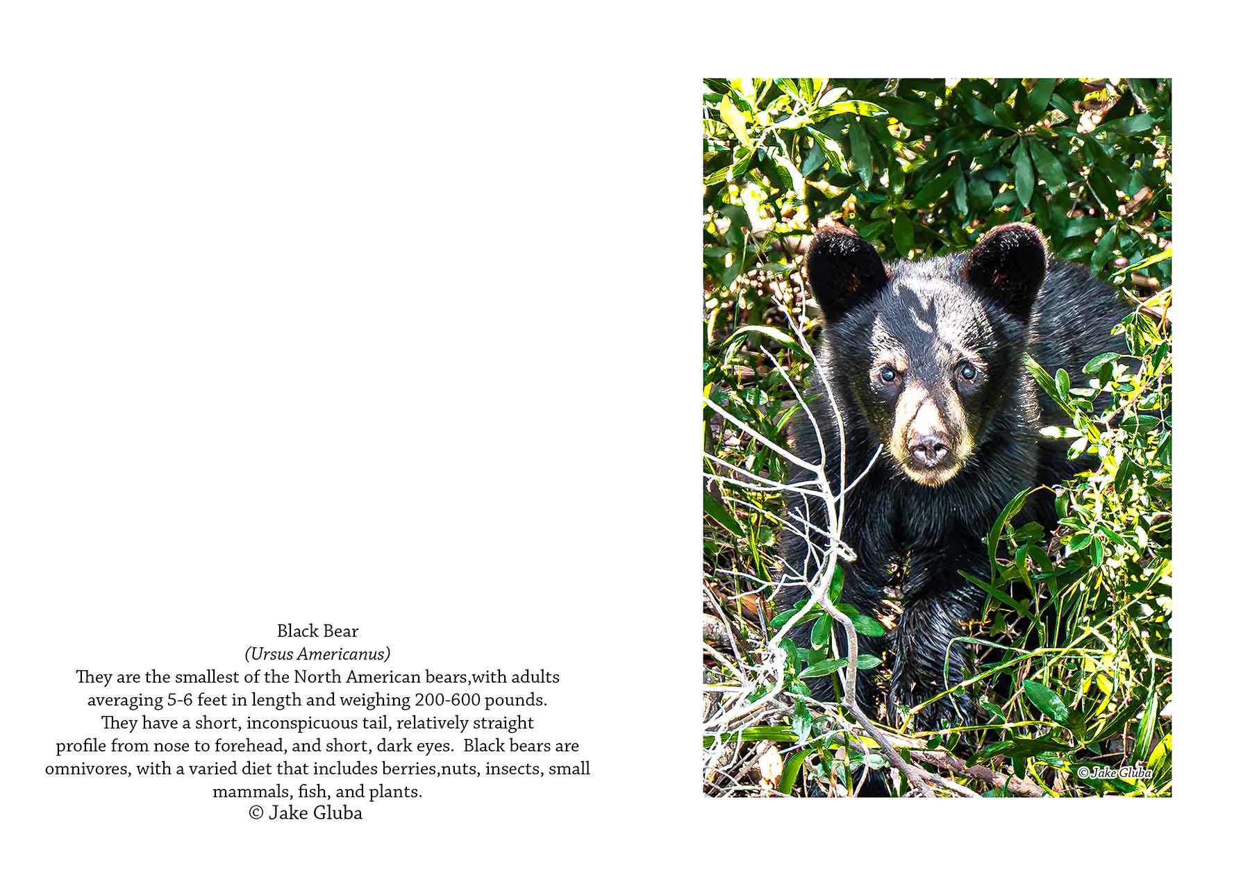 Spring Cub