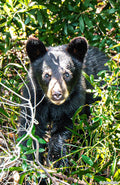 Spring Cub