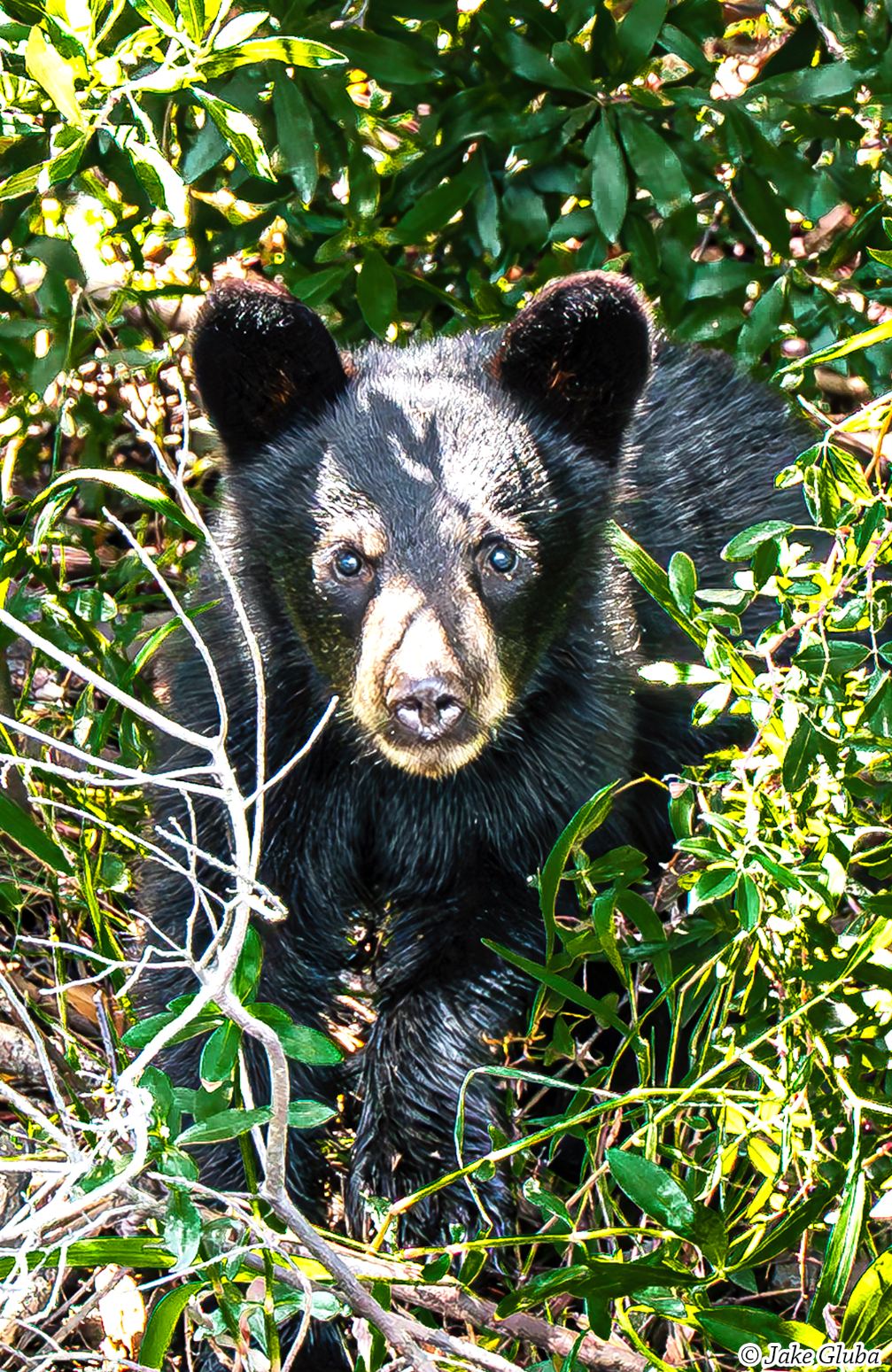Spring Cub