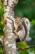Tree Hugger