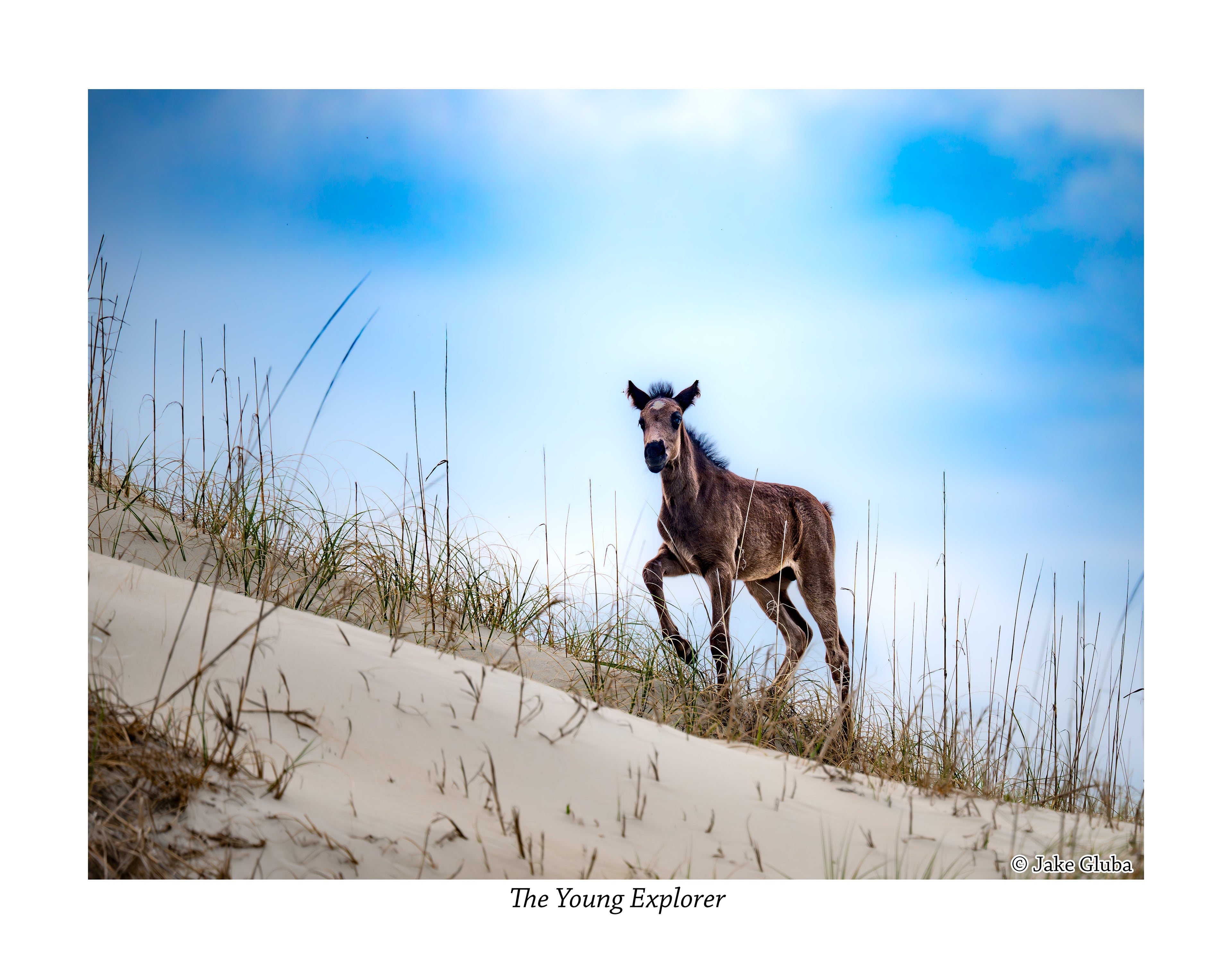 The Young Explorer