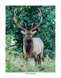 Forest Royalty
