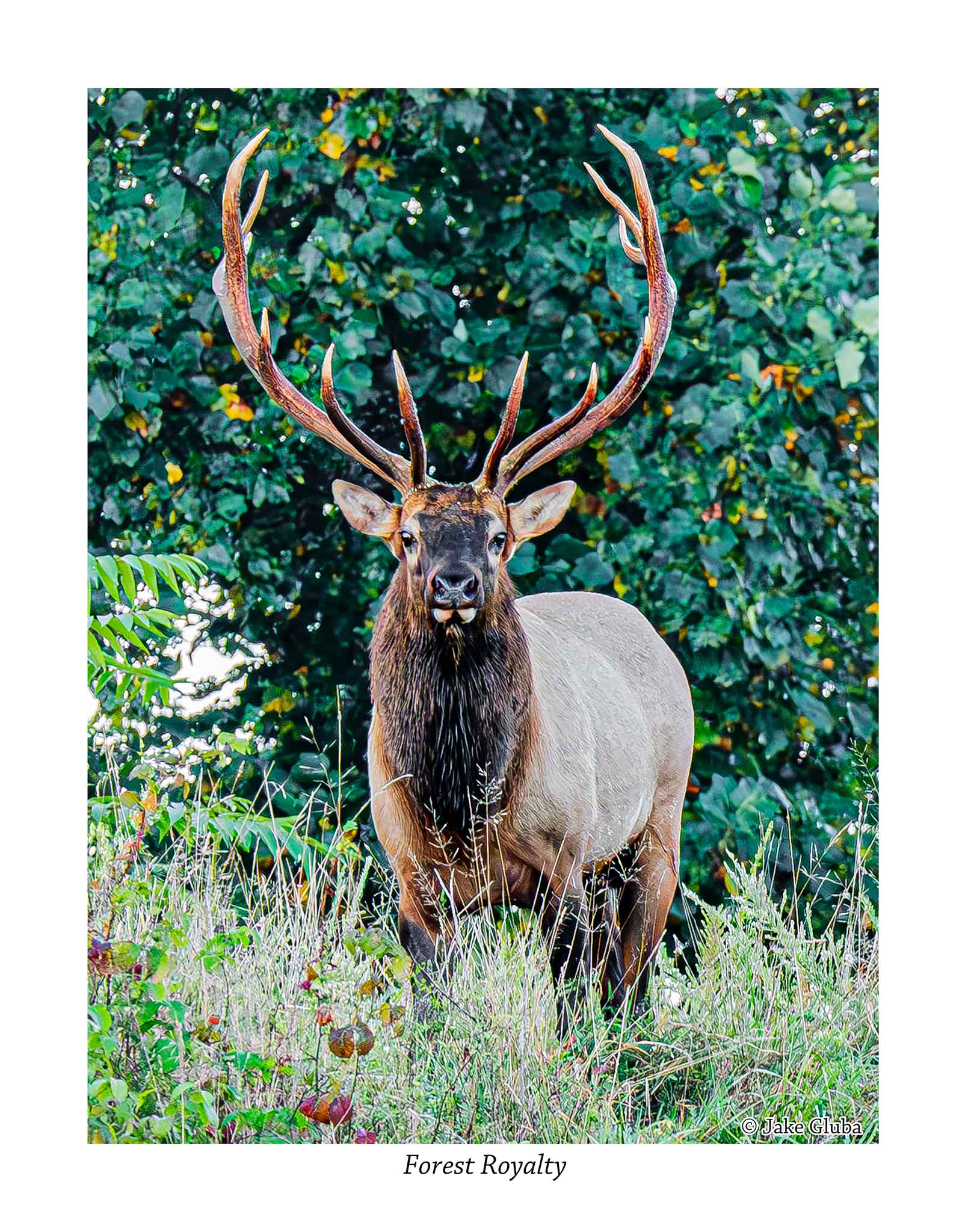 Forest Royalty