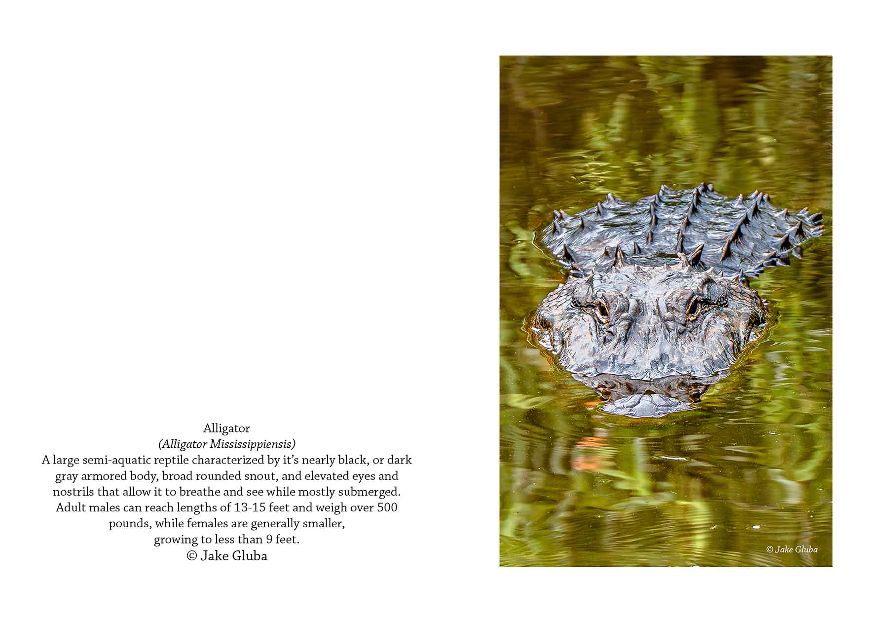 Gator V
