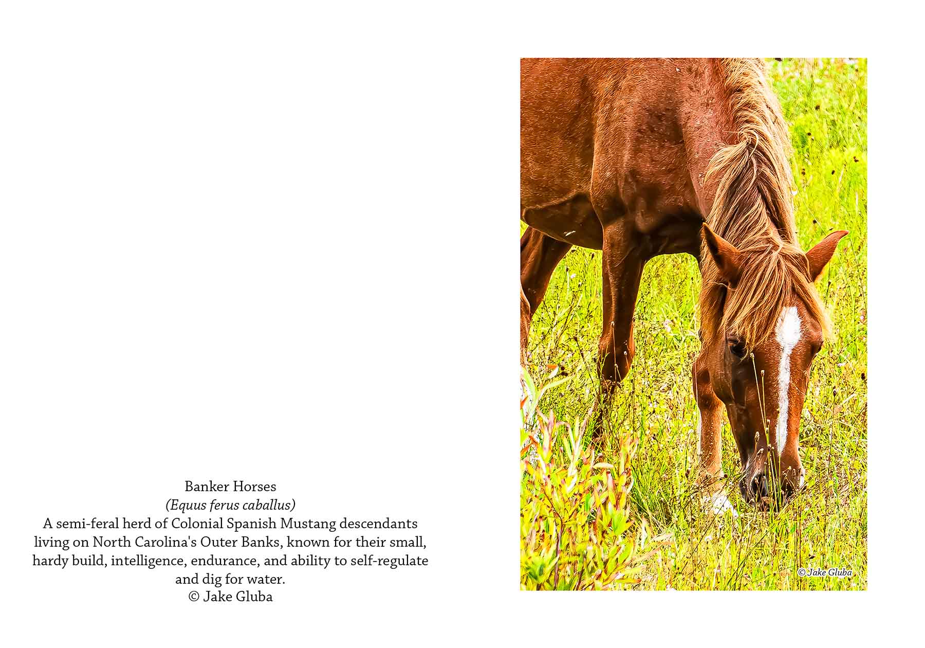 Horse V 1
