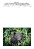 Vignette Bear