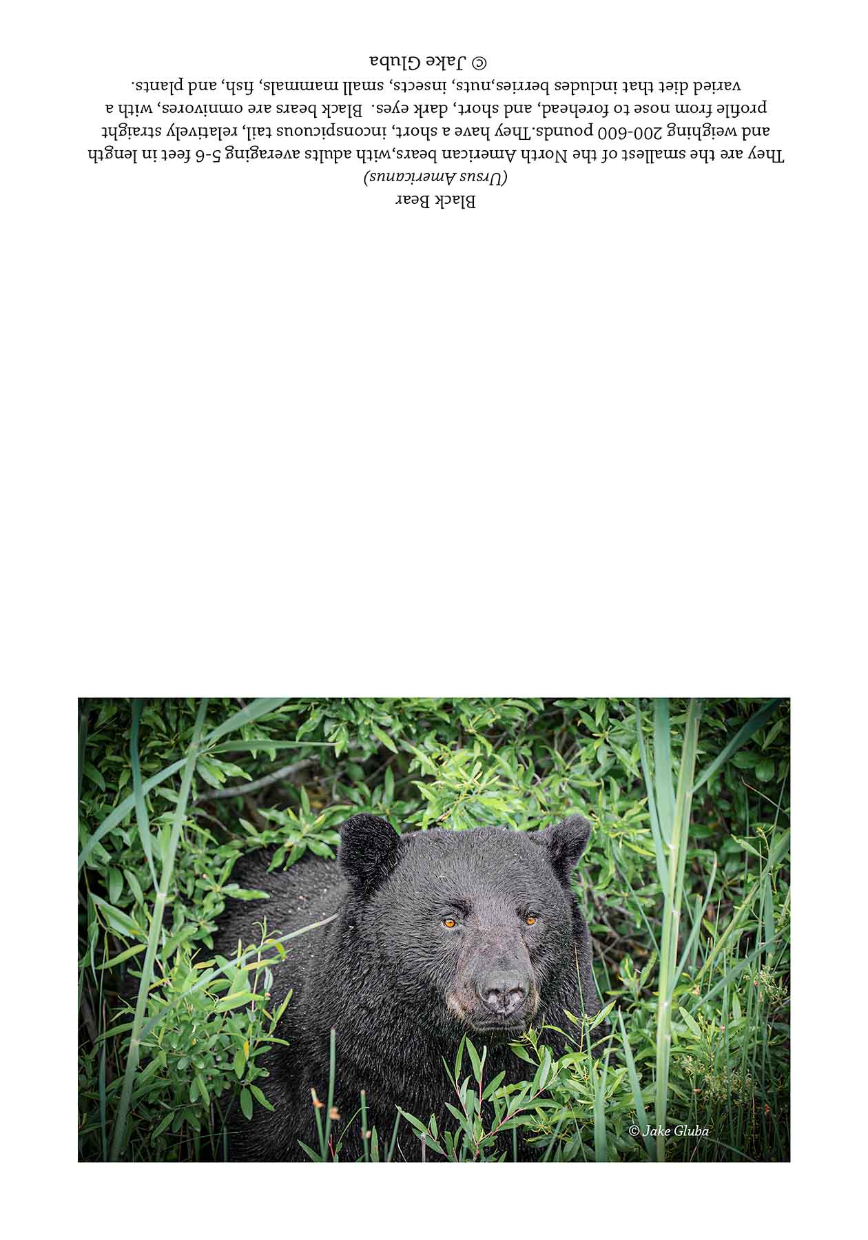 Vignette Bear
