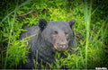 Vignette Bear