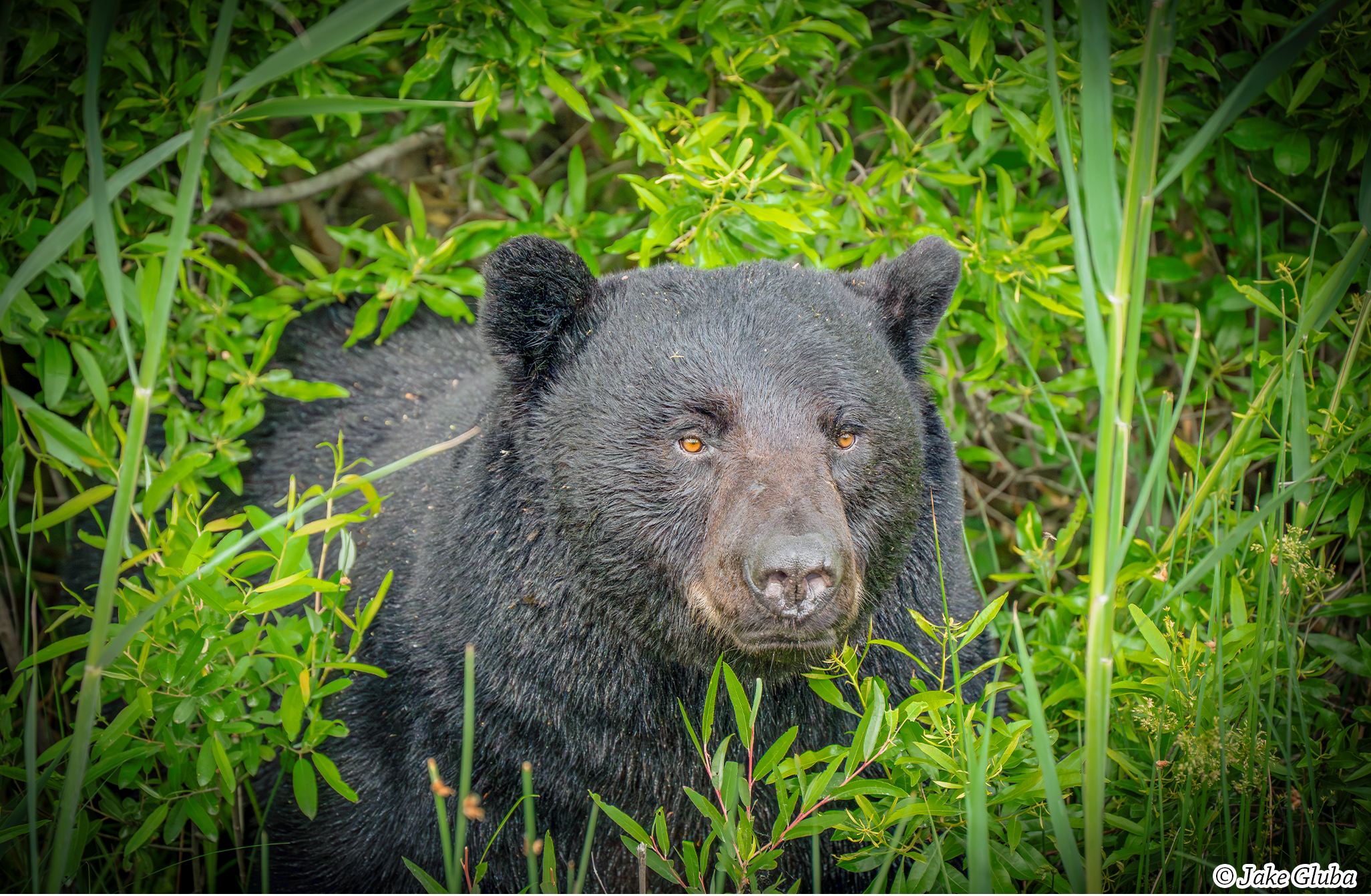 Vignette Bear