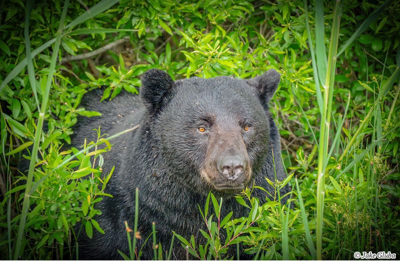 Vignette Bear