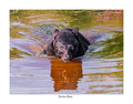 Vortex Bear