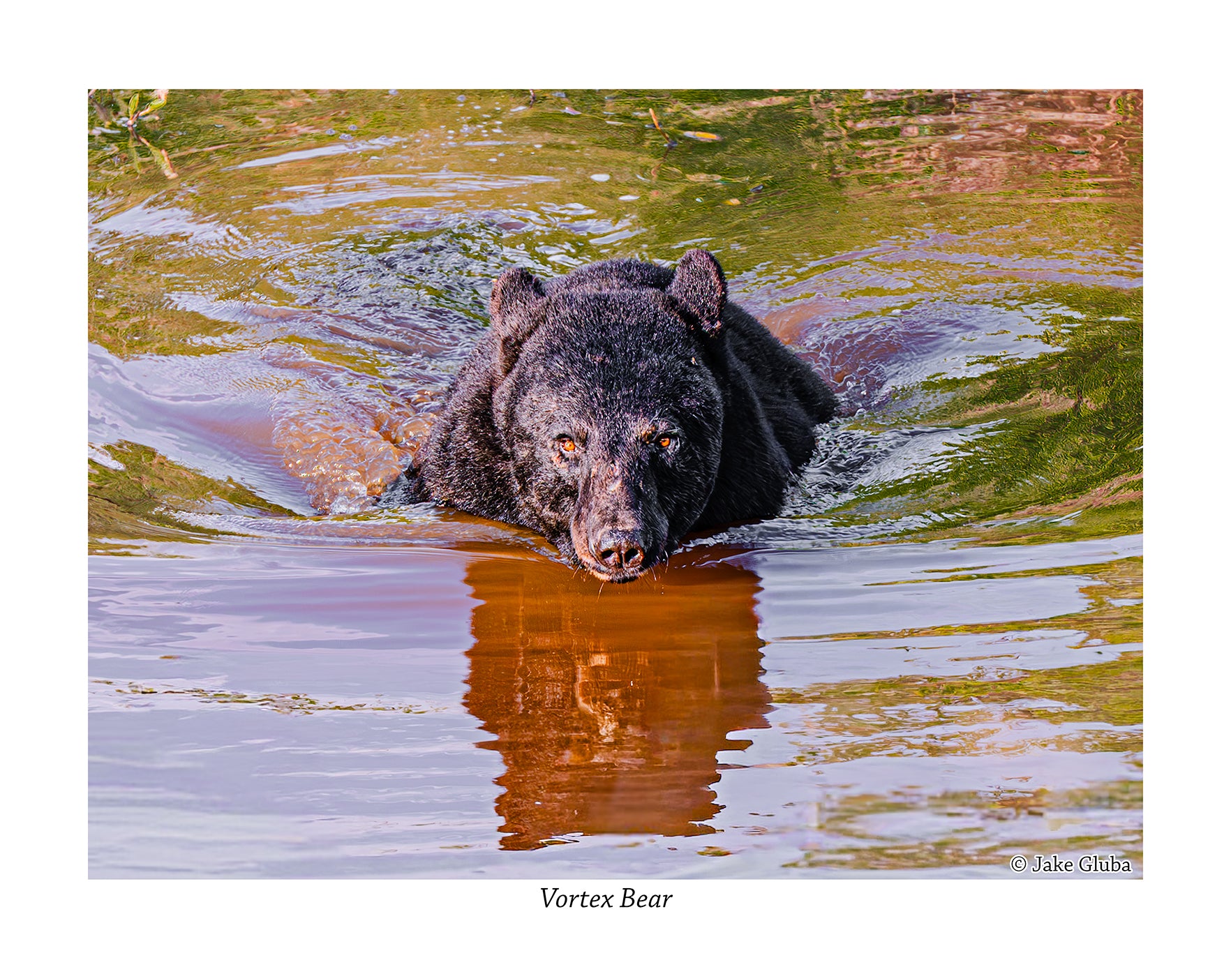 Vortex Bear