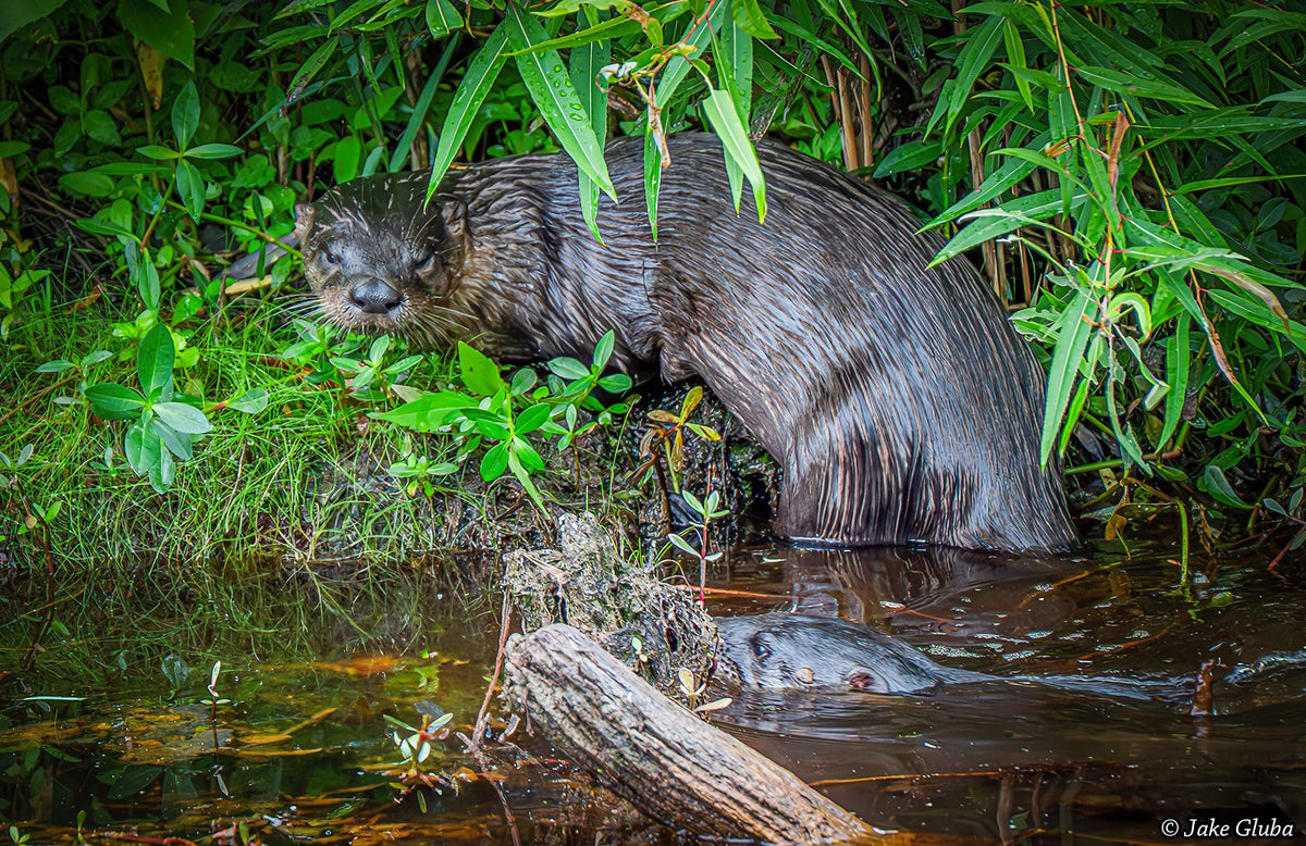You Otter Be Here